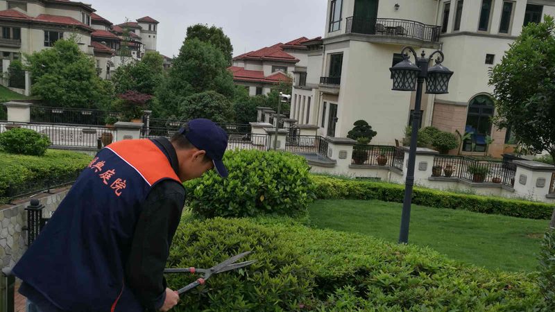 庭院景观树苗木推荐排名：如何根据需求选择合适树种
