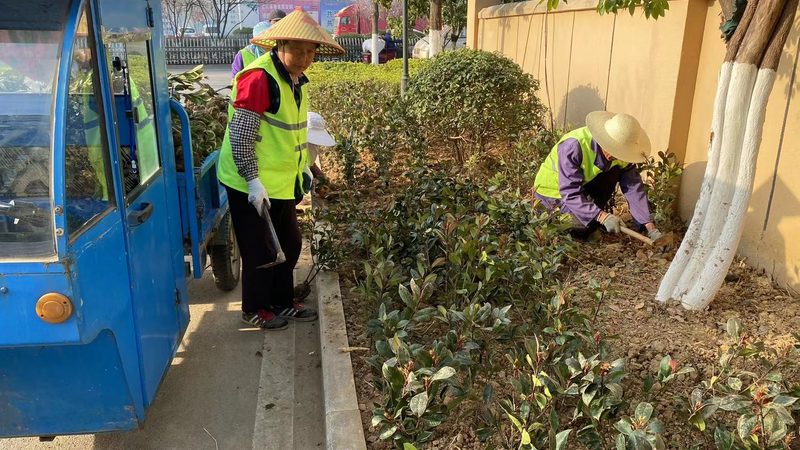 苗木种植技术视频教程：从选苗到养护的完整步骤详解