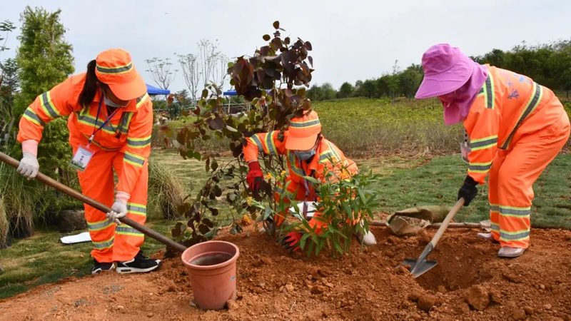 市政道路绿化养护，单价明细揭秘**