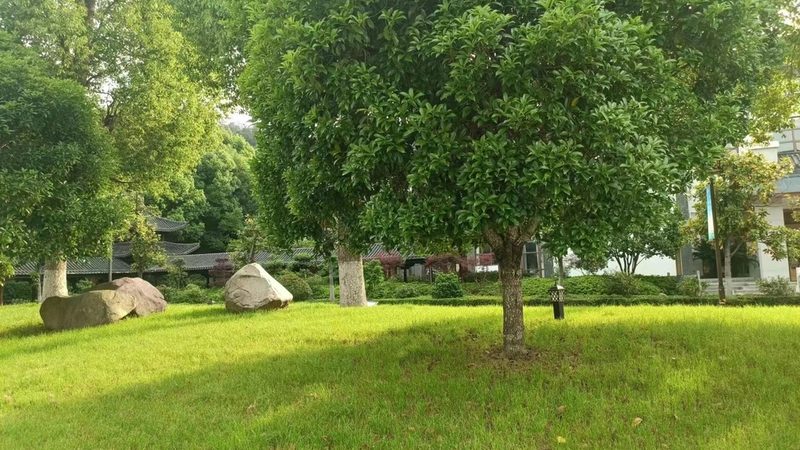 苗木种植技术视频教程分类：从入门到精通的系统化学习路径